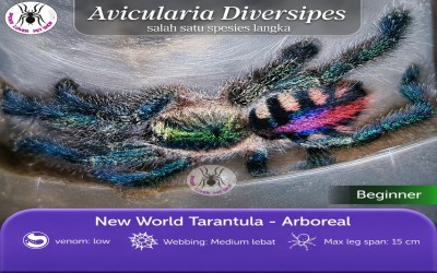Ybyrapora Diversipes Sling Tarantula